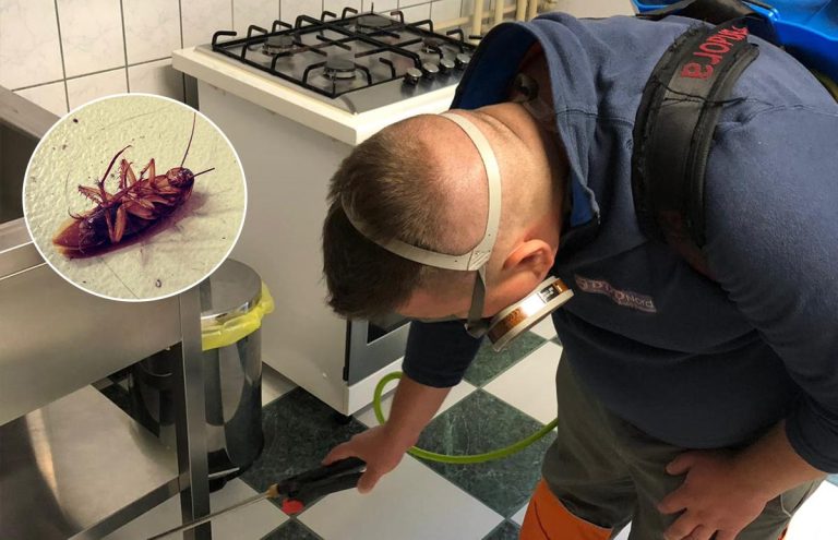 3-DDD-iasi-dezinsecεie gândaci de buc╟t╟rie