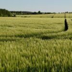 pexels-szafran-32028869