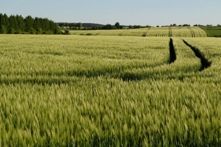 pexels-szafran-32028869