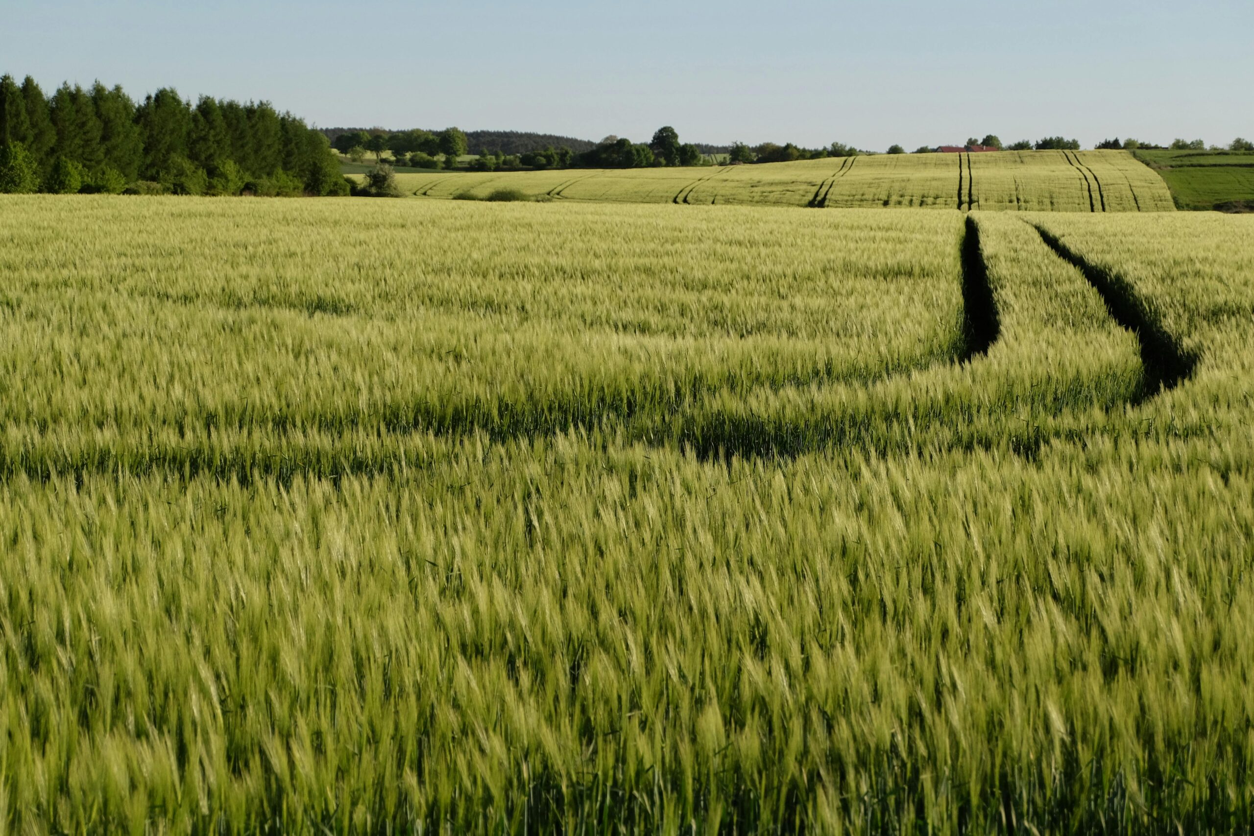 pexels-szafran-32028869